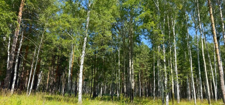 Участок № 24 в поселке Агат, площадь 18.00 соток