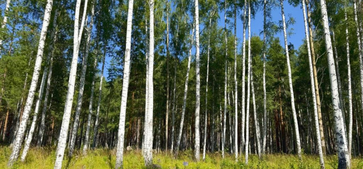 Участок № 25 в поселке Агат, площадь 18.00 соток