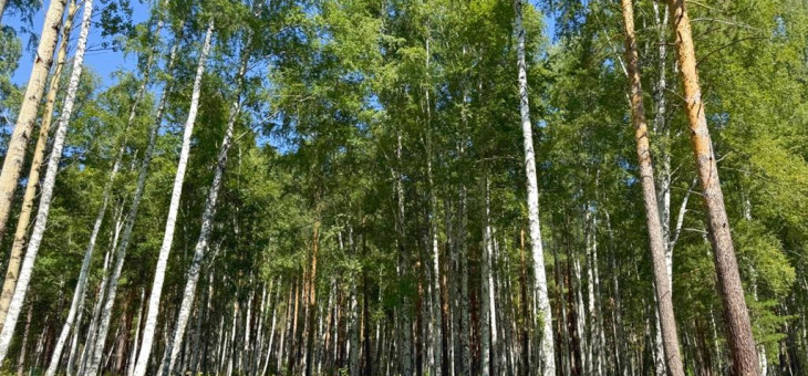 Участок № 26 в поселке Агат, площадь 18.00 соток