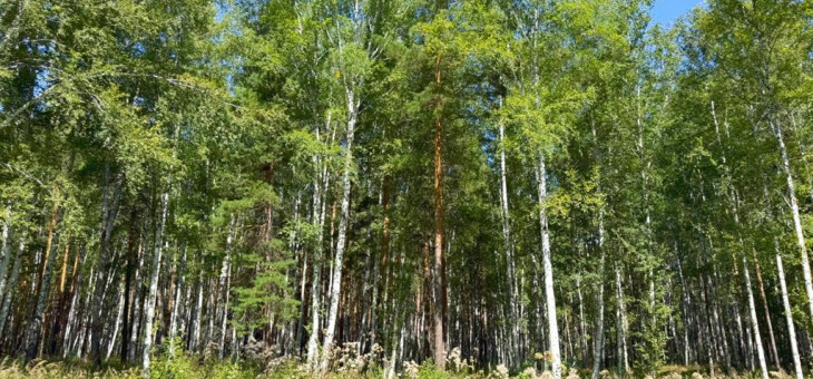 Участок № 27 в поселке Агат, площадь 18.00 соток