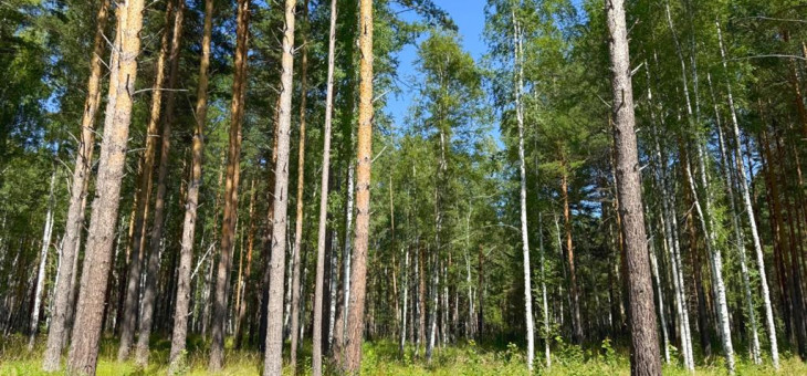 Участок № 29 в поселке Агат, площадь 18.00 соток