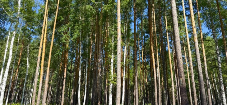 Участок № 30 в поселке Агат, площадь 18.00 соток