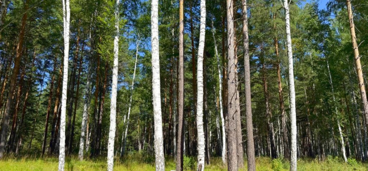 Участок № 31 в поселке Агат, площадь 18.00 соток