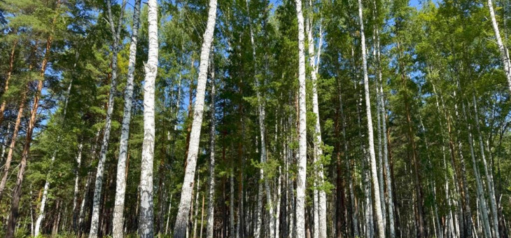 Участок № 32 в поселке Агат, площадь 18.00 соток