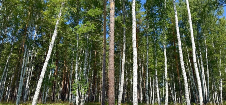 Участок № 33 в поселке Агат, площадь 18.00 соток