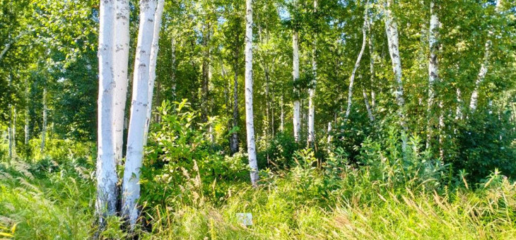 Участок № 21 в поселке Аист, площадь 9.11 соток