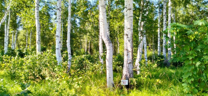 Участок № 22 в поселке Аист, площадь 8.86 соток