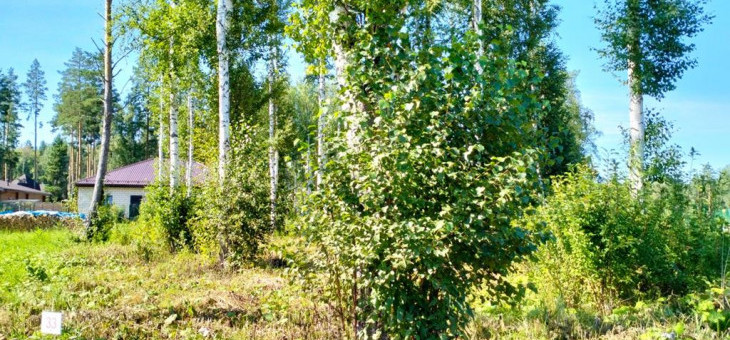 Участок № 33 в поселке Аист, площадь 11.23 соток