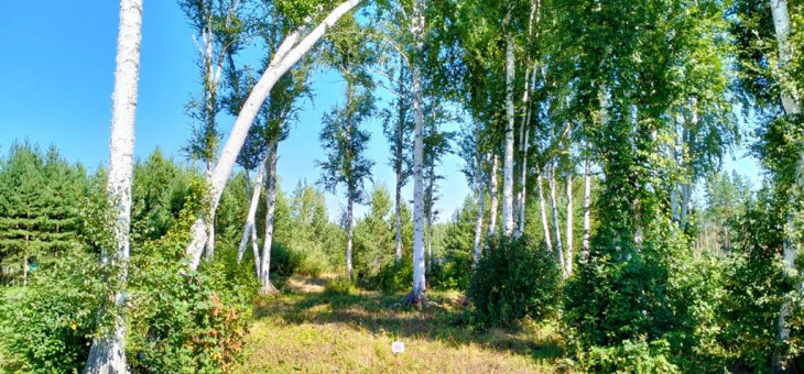 Участок № 66 в поселке Аист, площадь 10.67 соток