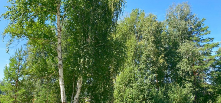 Участок № 26 в поселке Амур, площадь 10.90 соток