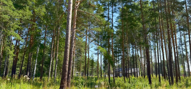 Участок № 41 в поселке Агат, площадь 14.50 соток