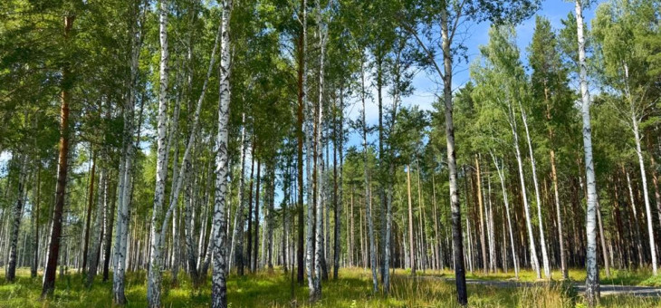 Участок № 49 в поселке Агат, площадь 10.42 соток