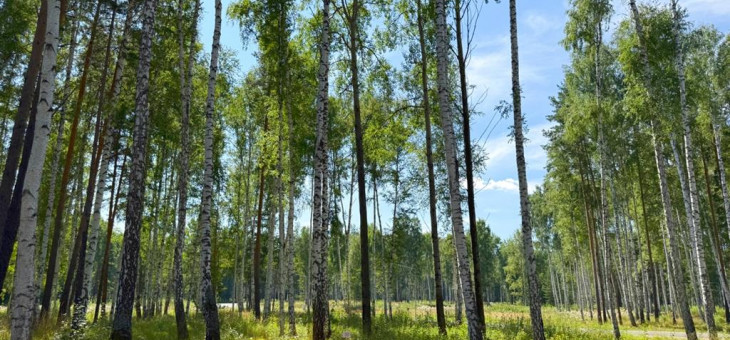 Участок № 50 в поселке Агат, площадь 10.42 соток