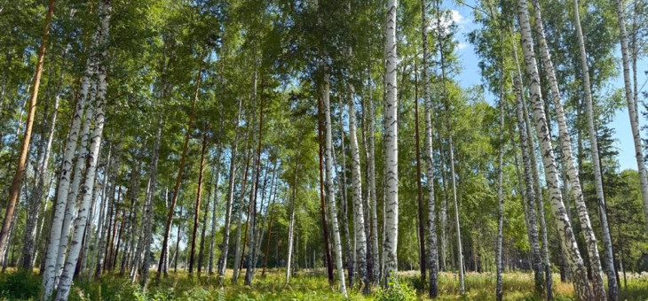 Участок № 51 в поселке Агат, площадь 10.42 соток