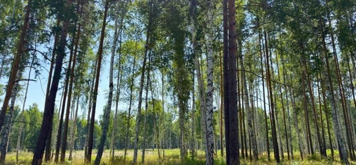 Участок № 59 в поселке Агат, площадь 12.74 соток