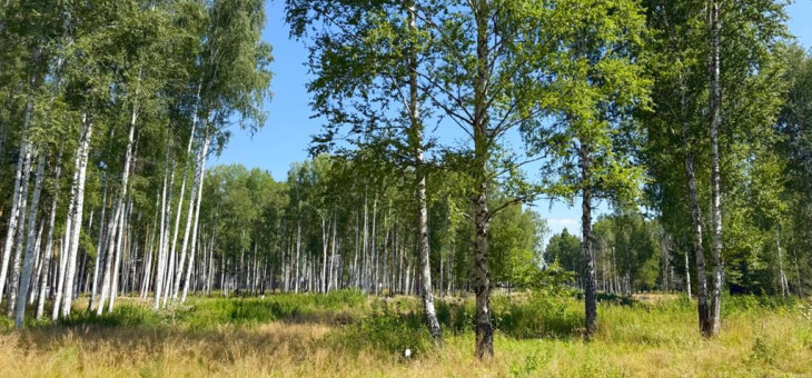 Участок № 61 в поселке Агат, площадь 15.33 соток