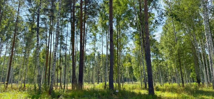 Участок № 63 в поселке Агат, площадь 12.67 соток