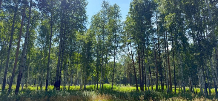 Участок № 65 в поселке Агат, площадь 10.73 соток