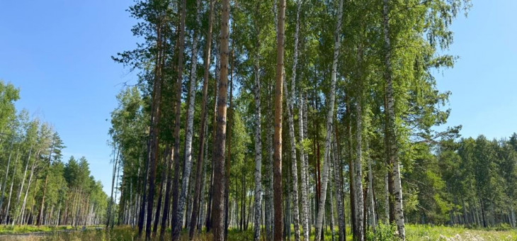 Участок № 66 в поселке Агат, площадь 10.12 соток