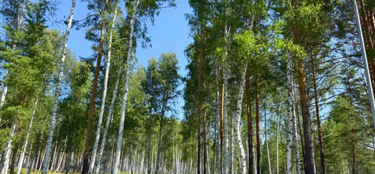 Участок № 69 в поселке Агат, площадь 12.40 соток