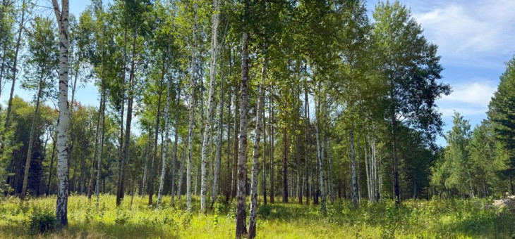 Участок № 71 в поселке Агат, площадь 16.20 соток