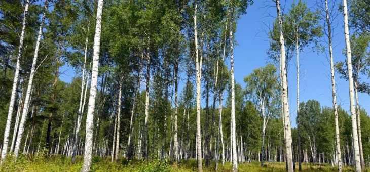 Участок № 74 в поселке Агат, площадь 15.87 соток