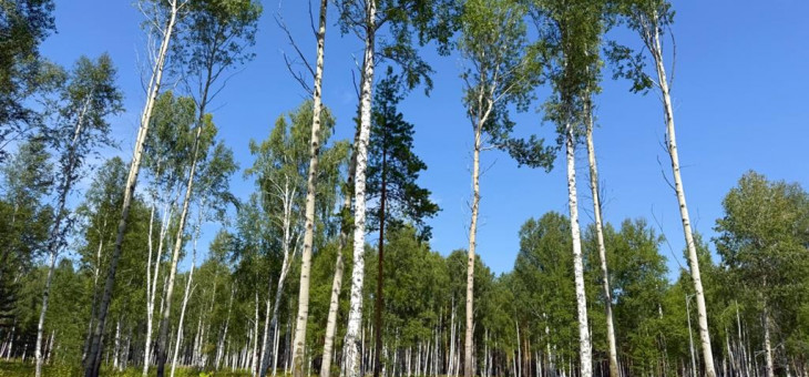 Участок № 75 в поселке Агат, площадь 13.93 соток