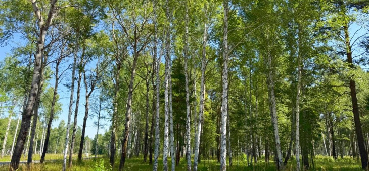 Участок № 80 в поселке Агат, площадь 11.86 соток