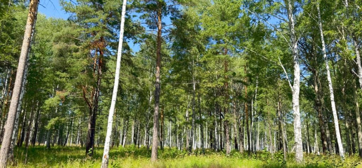 Участок № 82 в поселке Агат, площадь 11.87 соток