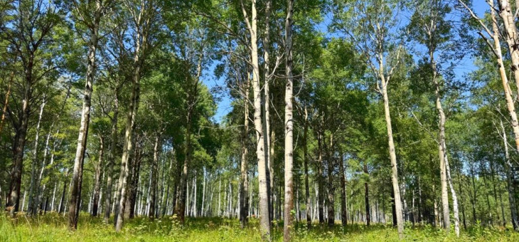 Участок № 83 в поселке Агат, площадь 11.55 соток