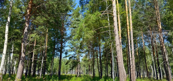 Участок № 85 в поселке Агат, площадь 11.87 соток