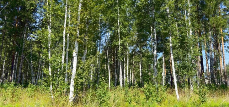 Участок № 52 в поселке Изумруд, площадь 18.92 соток