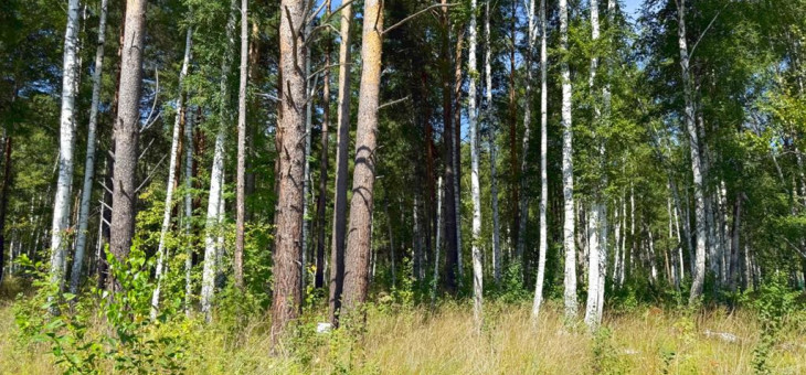 Участок № 53 в поселке Изумруд, площадь 19.20 соток