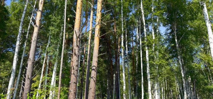 Участок № 61 в поселке Изумруд, площадь 17.56 соток