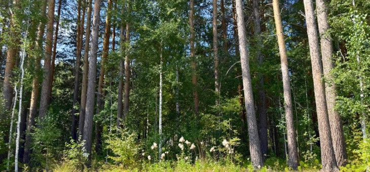 Участок № 19 в поселке Малахит, площадь 10.81 соток