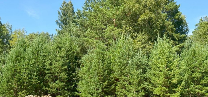 Земельный участок № 61 в Малахит, цена 620 000 руб/сотка