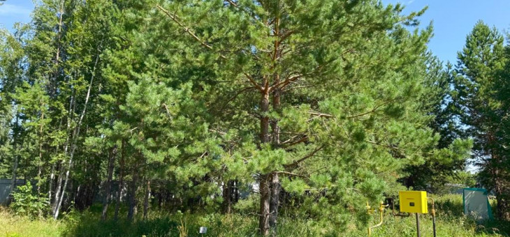 Участок № 27 в поселке Гранат, площадь 13.18 соток