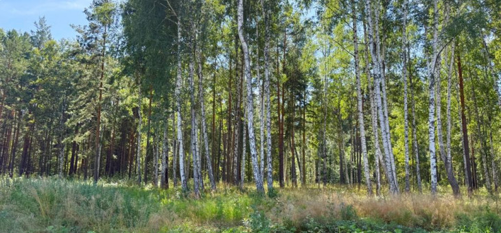 Участок № 44 в поселке Гранат, площадь 16.35 соток