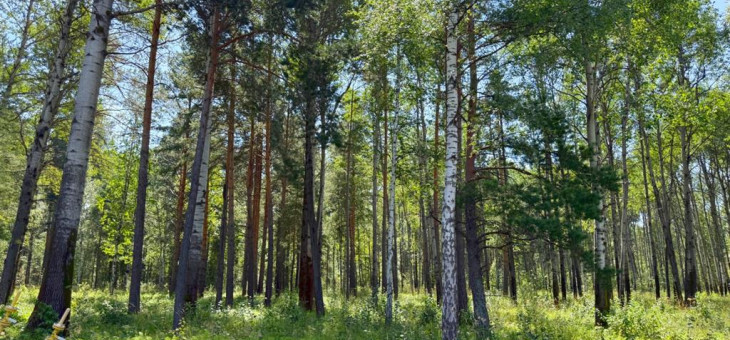 Участок № 47 в поселке Гранат, площадь 16.35 соток