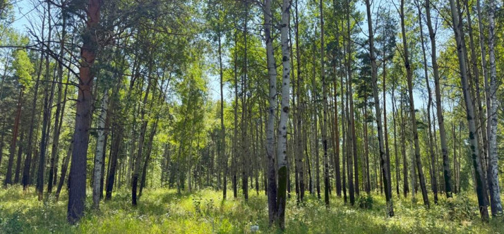 Участок № 48 в поселке Гранат, площадь 16.35 соток