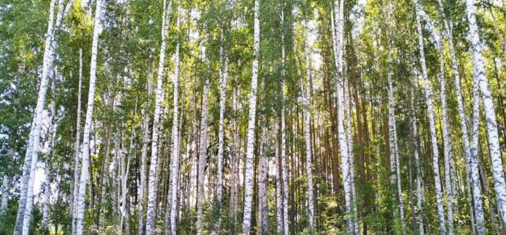 Участок № 71К в поселке Коммерческая земля, площадь 7.30 соток