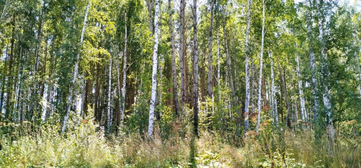 Участок № 74К в поселке Коммерческая земля, площадь 7.33 соток