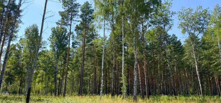 Участок № 50 в поселке Гранат, площадь 24.08 соток