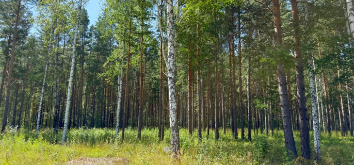 Участок № 51 в поселке Гранат, площадь 18.60 соток