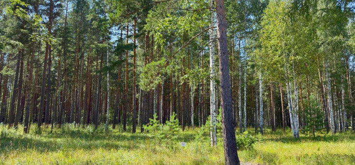 Участок № 52 в поселке Гранат, площадь 18.60 соток