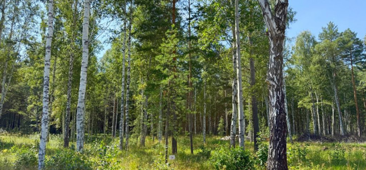 Участок № 56 в поселке Гранат, площадь 18.60 соток