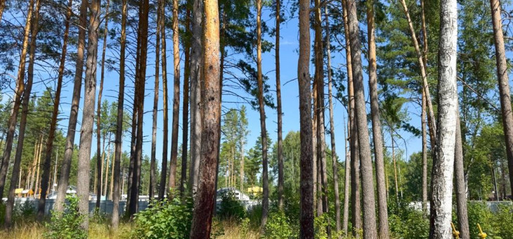 Участок № 77 в поселке Гранат, площадь 18.84 соток