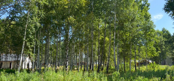 Участок № 115 в поселке Гранат, площадь 9.84 соток