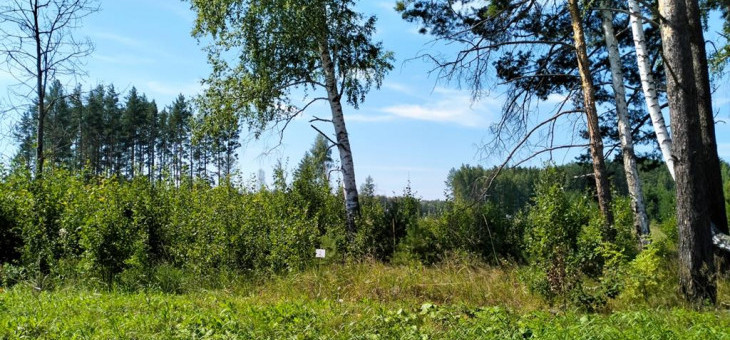 Участок № 2 в поселке Иволга, площадь 16.90 соток