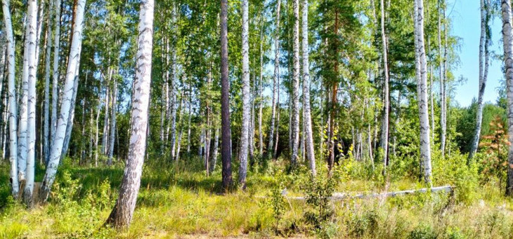 Участок № 30 в поселке Иволга, площадь 18.64 соток